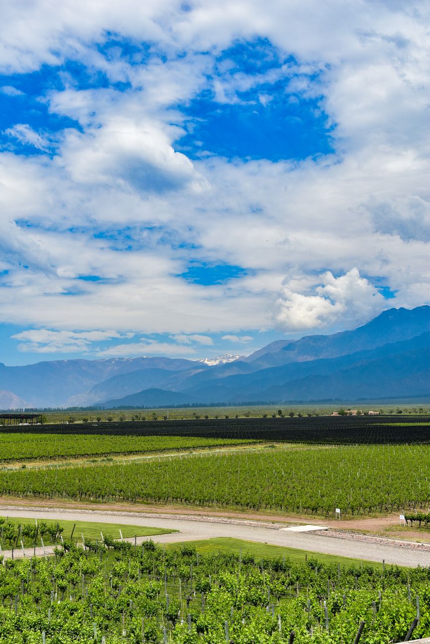 Viñedos en Mendoza con la cordillera